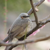ヒヨドリ　芝公園　１月