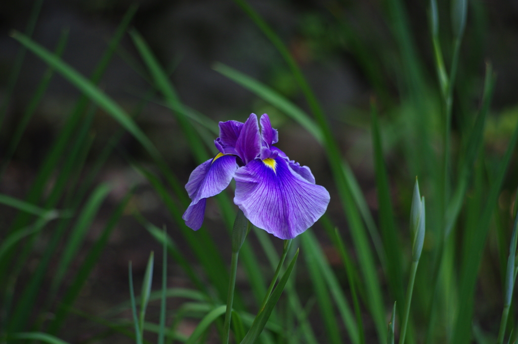 花菖蒲　2