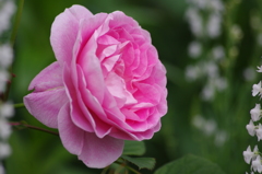 薔薇　17　港が見える丘公園　５月