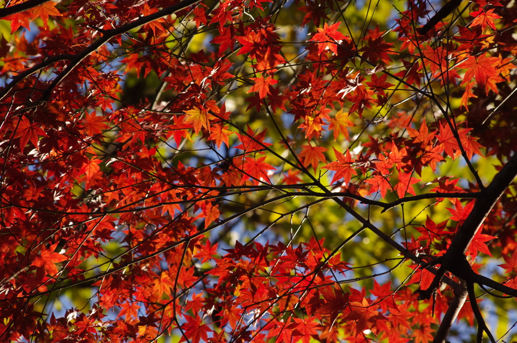紅葉　2