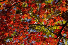 紅葉　2