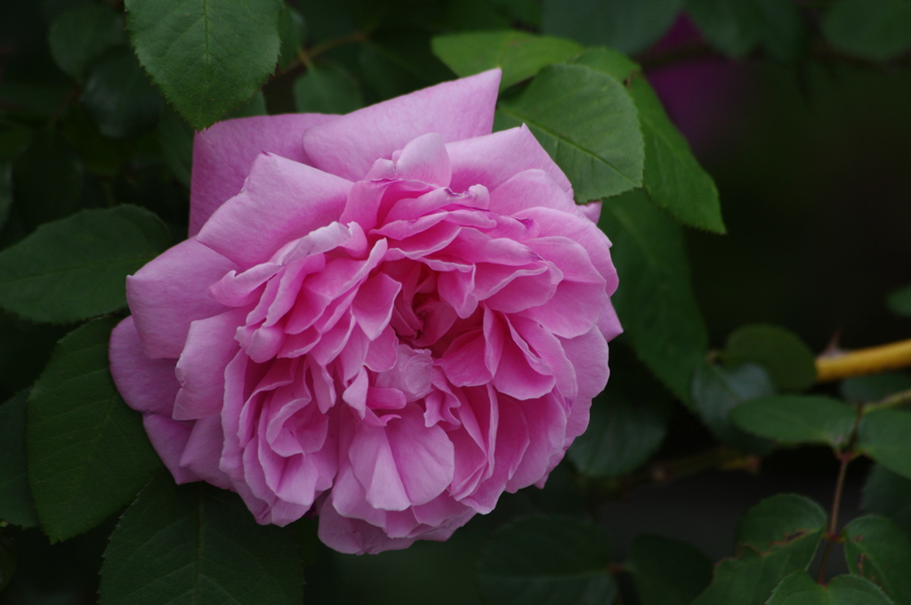 薔薇　1