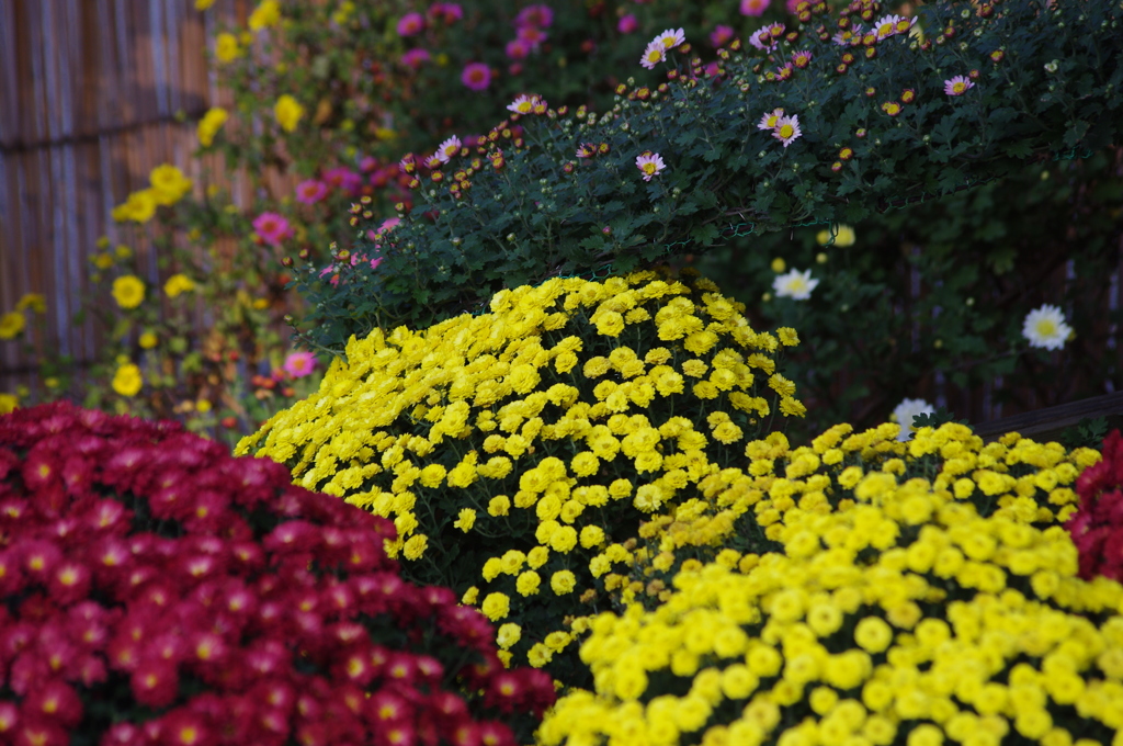 菊　６　亀戸天神　１１月