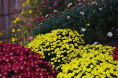 菊　６　亀戸天神　１１月