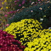 菊　６　亀戸天神　１１月