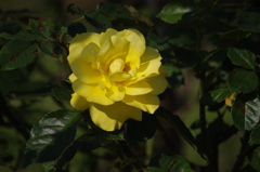 秋薔薇　9