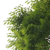 夏の日差し　2　戸越公園