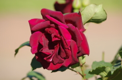 薔薇　11