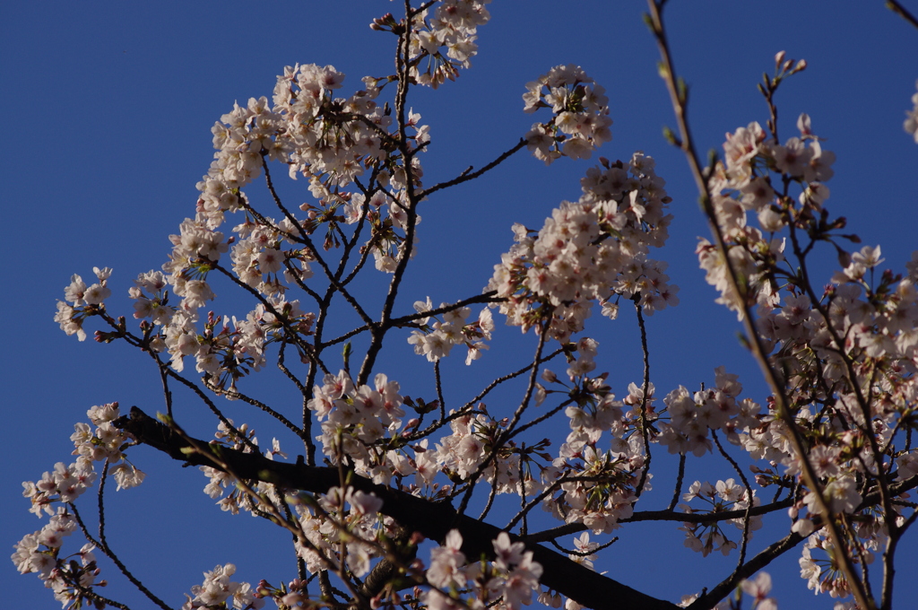 桜　5