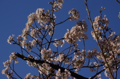 桜　5