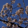 桜　5