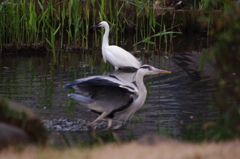 シラサギとアオサギ　日比谷公園