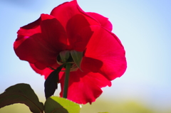 薔薇　旧古川庭園　５月　9