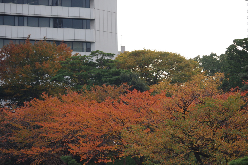 拡がる紅葉　旧芝離宮庭園　１１月半ば