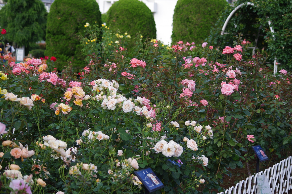 芝浦中央公園　６月　薔薇　12