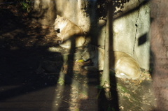 インドのライオン　上野動物園