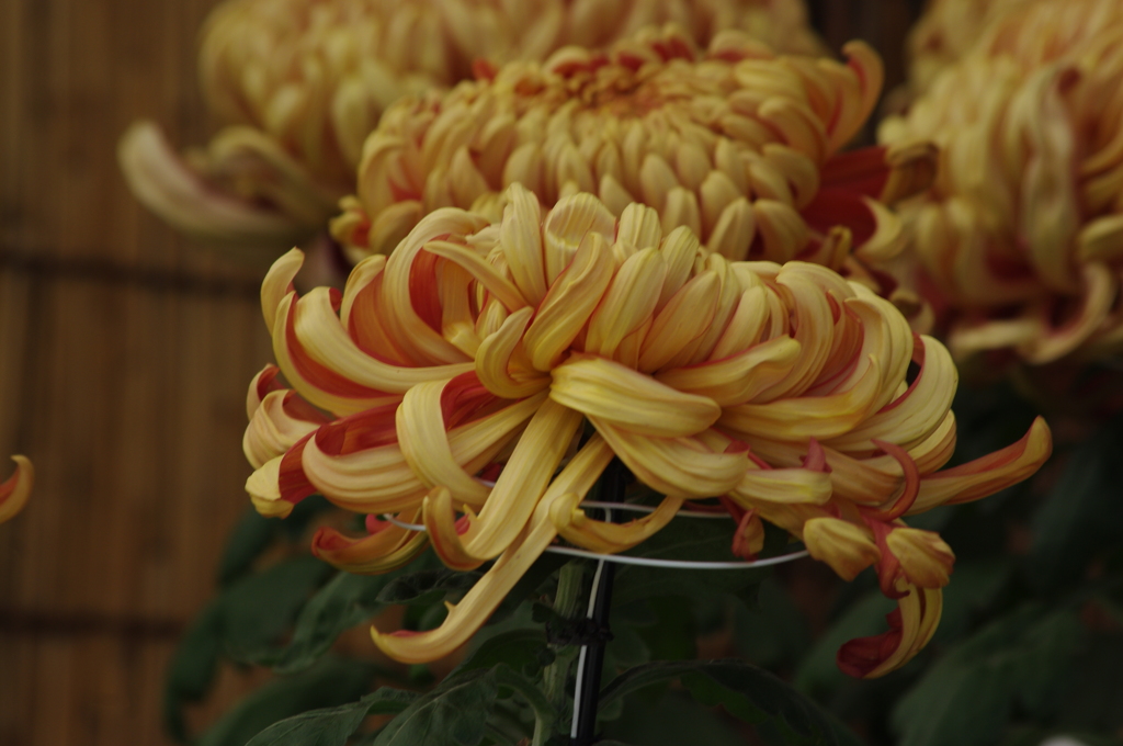 菊　６　日比谷公園　１１月