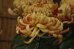 菊　６　日比谷公園　１１月