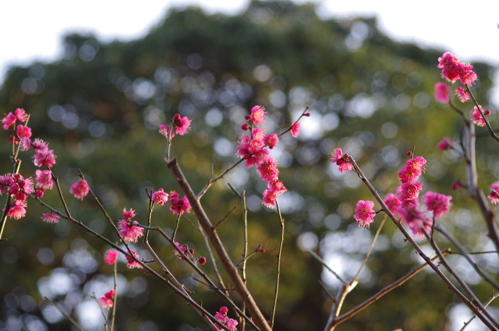 紅梅　小石川後楽園