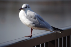 カモメ　1　不忍池