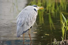 アオサギ　日比谷公園　１月