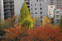 紅葉　2　東品川海上公園　１１月