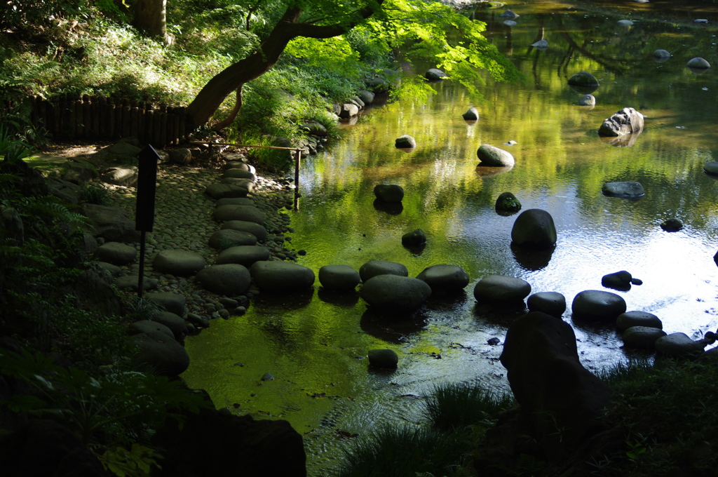 庭園の飛び石