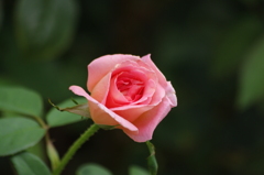 薔薇　3