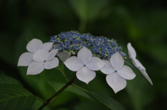 アジサイ６月　池田山公園　1