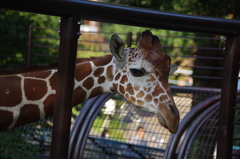 キリン　野毛山動物園　１０月