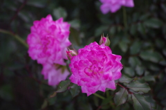 薔薇　6　山下公園　１０月