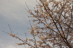 桜　白金台どんぐり児童遊園