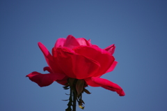 秋薔薇　1　