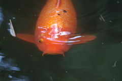 鯉　日比谷公園　１０月