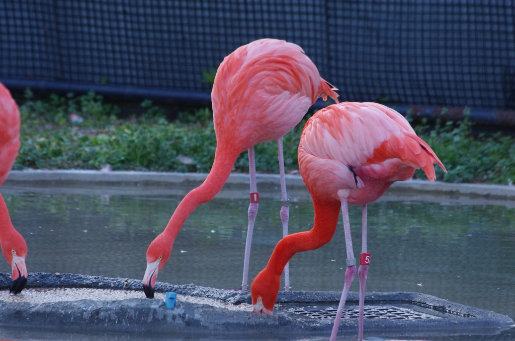 フラミンゴ　上野動物園