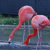 フラミンゴ　上野動物園