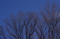 青空と樹木