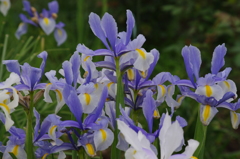 アイリス　2　芝公園