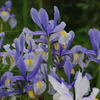 アイリス　2　芝公園