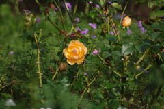 薔薇　10