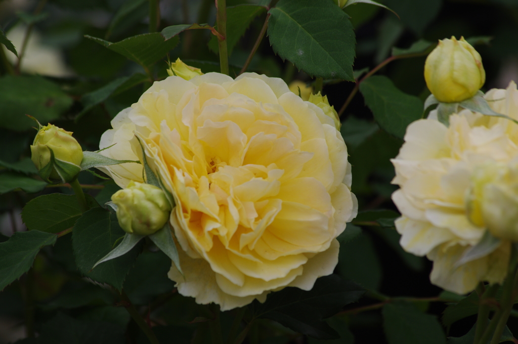 薔薇　2　山下公園　5月