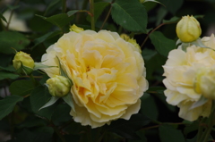 薔薇　2　山下公園　5月
