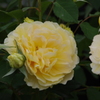 薔薇　2　山下公園　5月