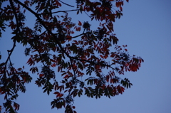 紅葉