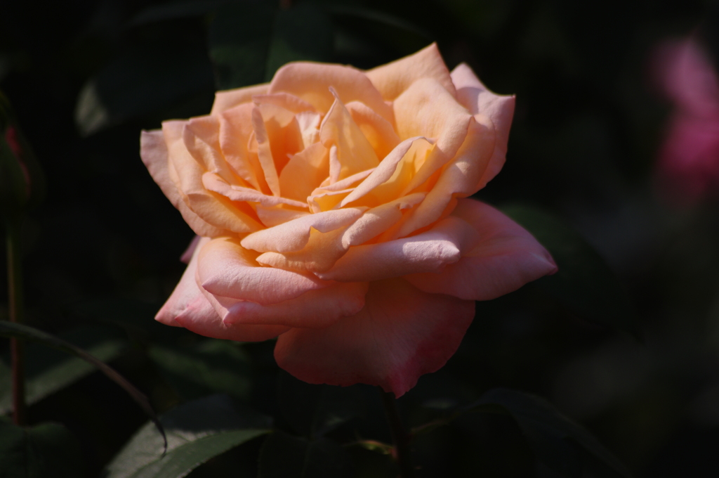 薔薇　5