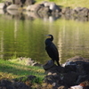 カワウ