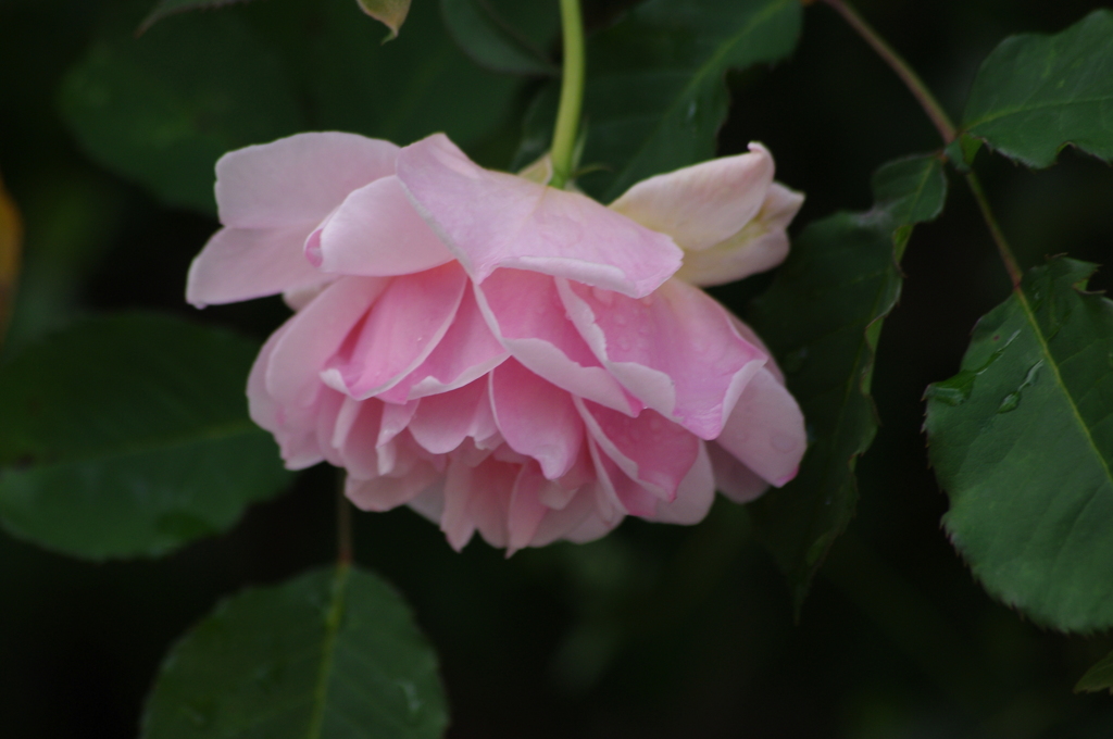 薔薇　13