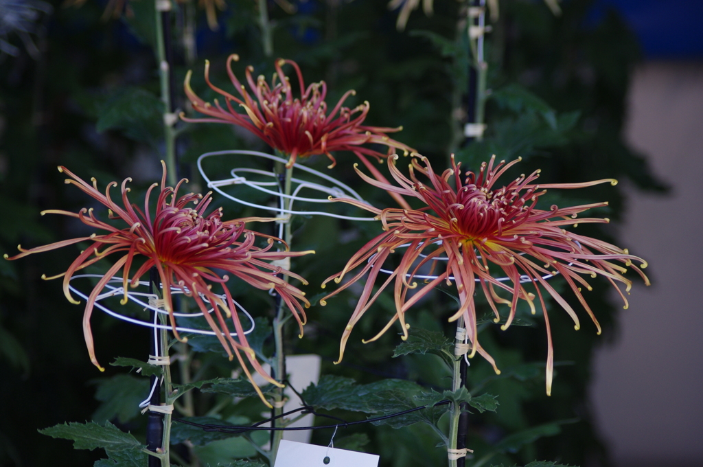 菊　1