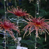 菊　1