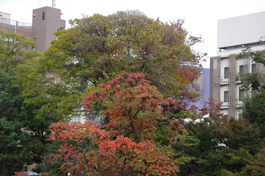 紅葉　3　旧芝離宮庭園　１１月半ば